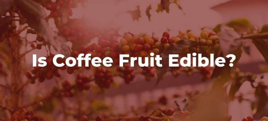 Is Coffee Fruit Edible?